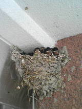 ２００８．５．１９　つばめ